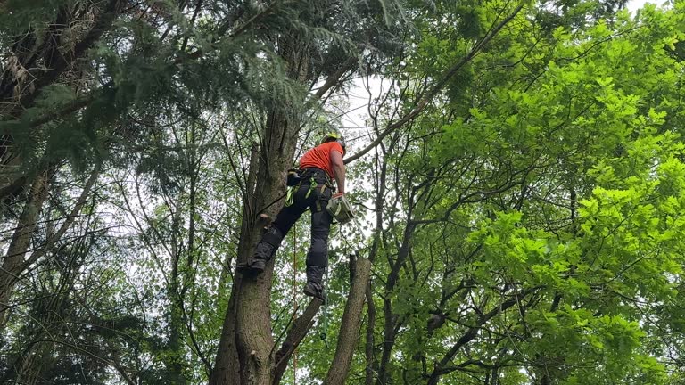 Best Tree Disease Treatment  in Shamrock, TX